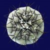 Copiapoa_cinerea_1